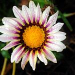 daisy