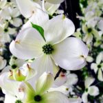 floawers2