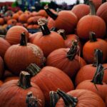 pumpkin_patch