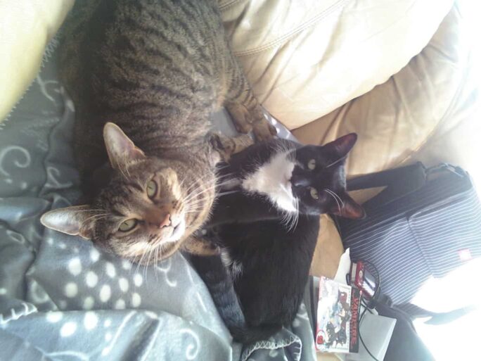A tabby cat and a black-and-white cat cuddle on a blanket-covered couch next to a bag and scattered items, creating a cozy corner.