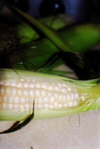 ear of summer sweet corn from late in the season