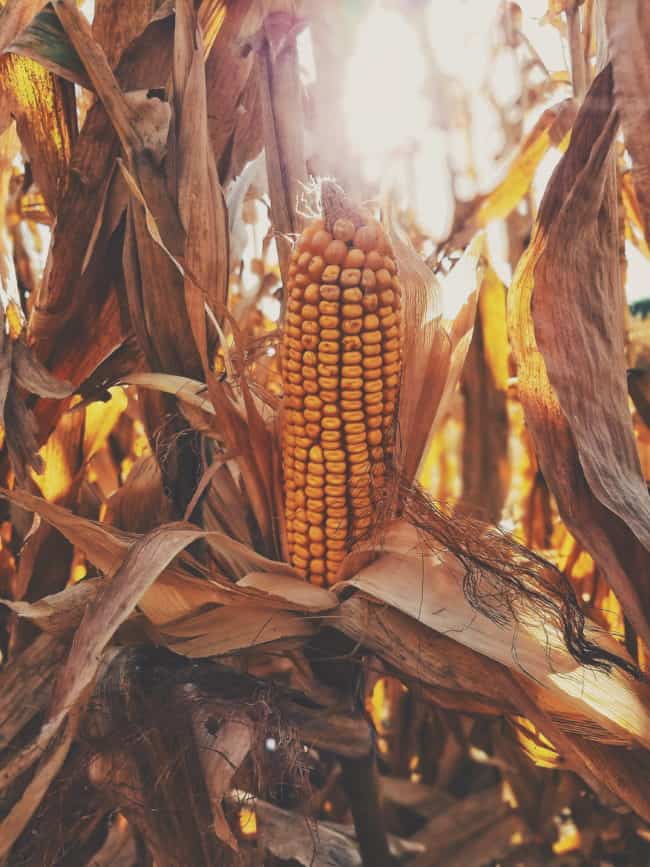 America's Corn Country, a tour through the fields of Iowa. 
