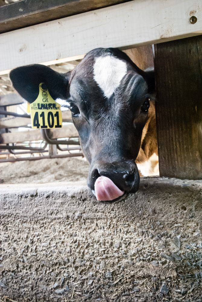 Cow at Flood Brothers Farm maine