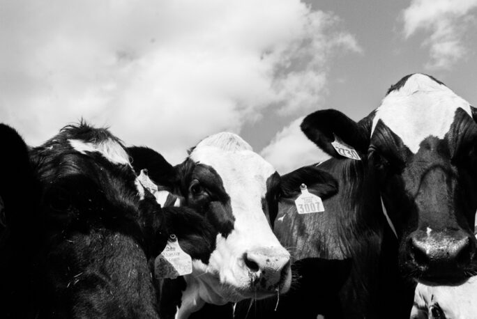 happy Cows at Flood brothers farm