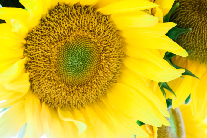 fresh sunflower from maine