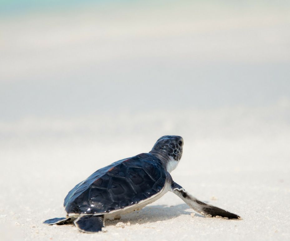 Turtle hatching at Dreams Los Cabos Suites Golf Resort & Spa - Images provided by Apple Vacations
