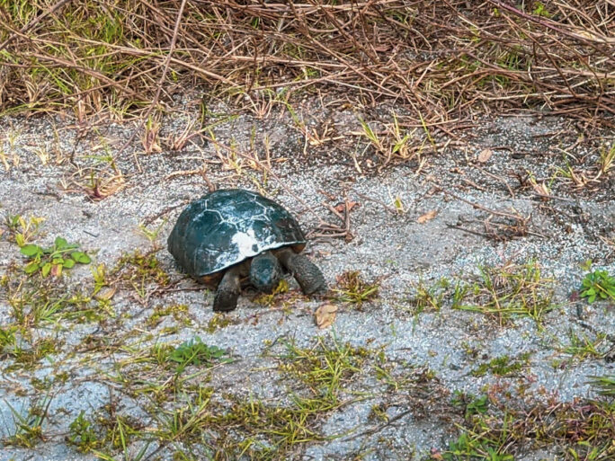 gopher tortoise strolling along and nibbling at Anastasia beach